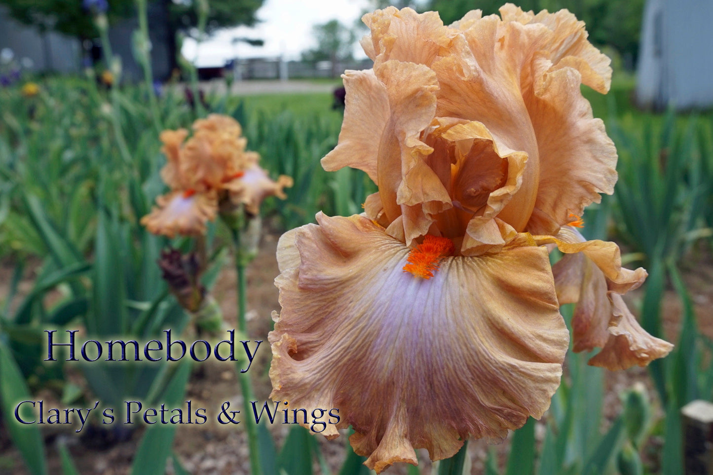 HOMEBODY - 2011  Tall Bearded Iris - Ruffled, Laced and Fragrant