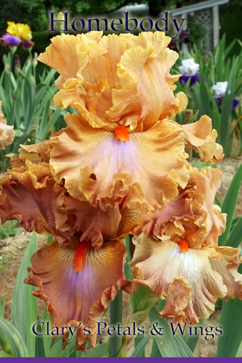 HOMEBODY - 2011  Tall Bearded Iris - Ruffled, Laced and Fragrant