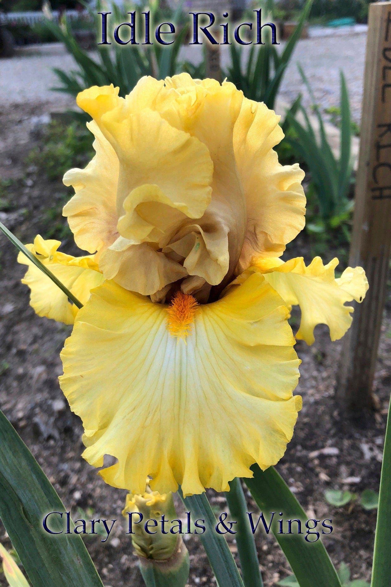 IDLE RICH - 2016 Tall Bearded Iris - Award Winner