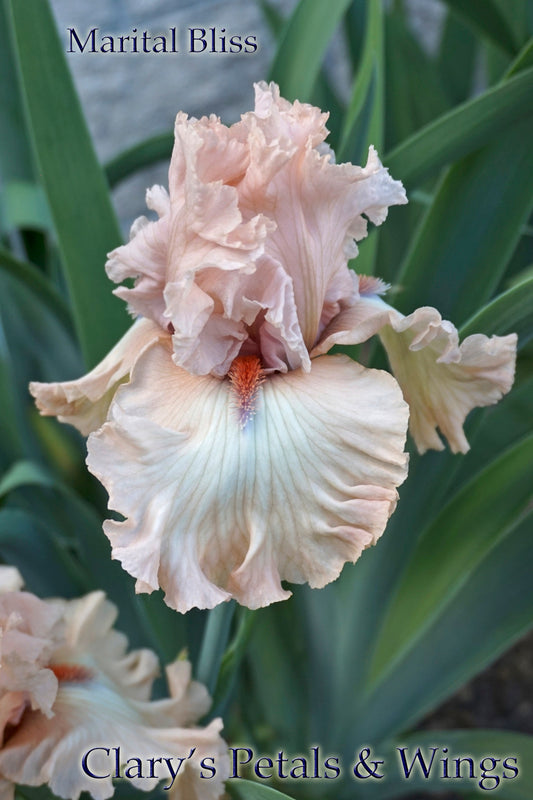 MARITAL BLISS 2017 TB