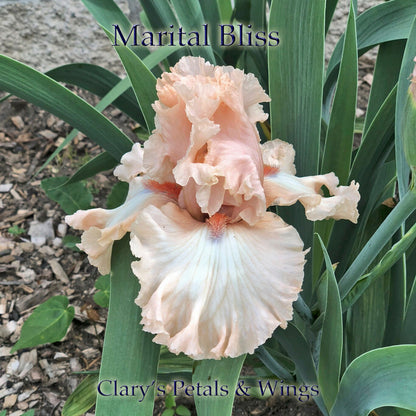 Marital Bliss - 2017 Tall Bearded Iris - Huge show stopping flowers