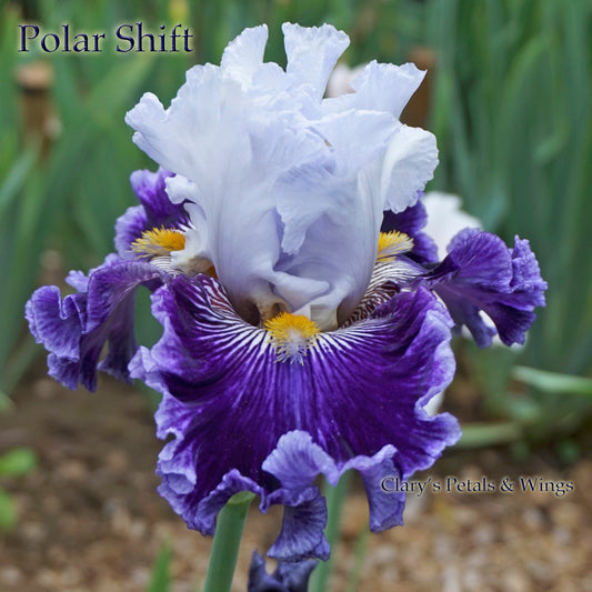 POLAR SHIFT - 2016 Tall Bearded Iris - Extremely impressive, strong growth!