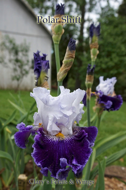 POLAR SHIFT - 2016 Tall Bearded Iris - Extremely impressive, strong growth!