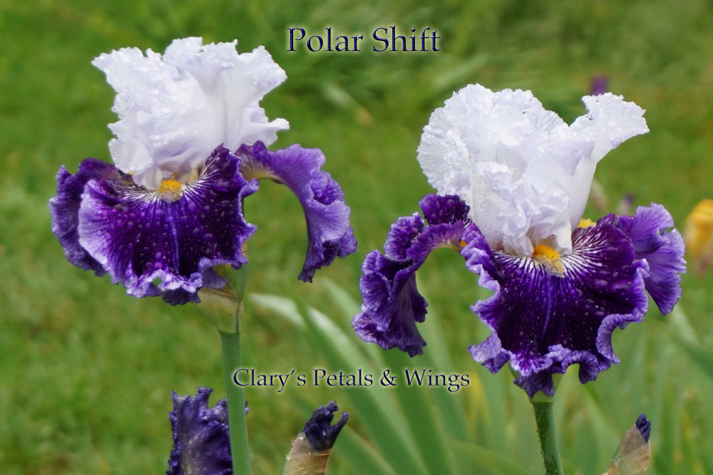 POLAR SHIFT - 2016 Tall Bearded Iris - Extremely impressive, strong growth!