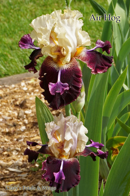 AIR HOG - 2009 - Tall Bearded Iris - Spaceager - Ruffled and Fragrant