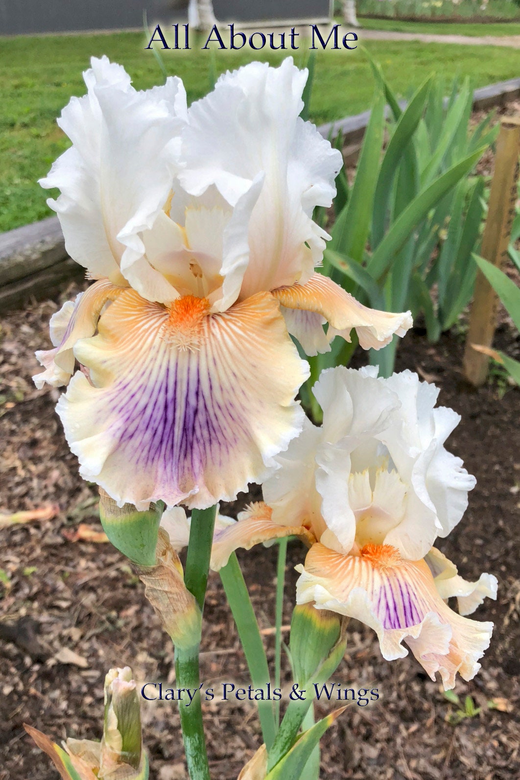 All About Me - 2014 Tall Bearded Iris - Fragrant long bloom time