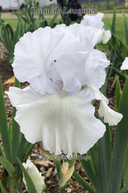 Emma's Laughter - Tall Bearded Iris - Ruffled -  Ruffled white with blue hint