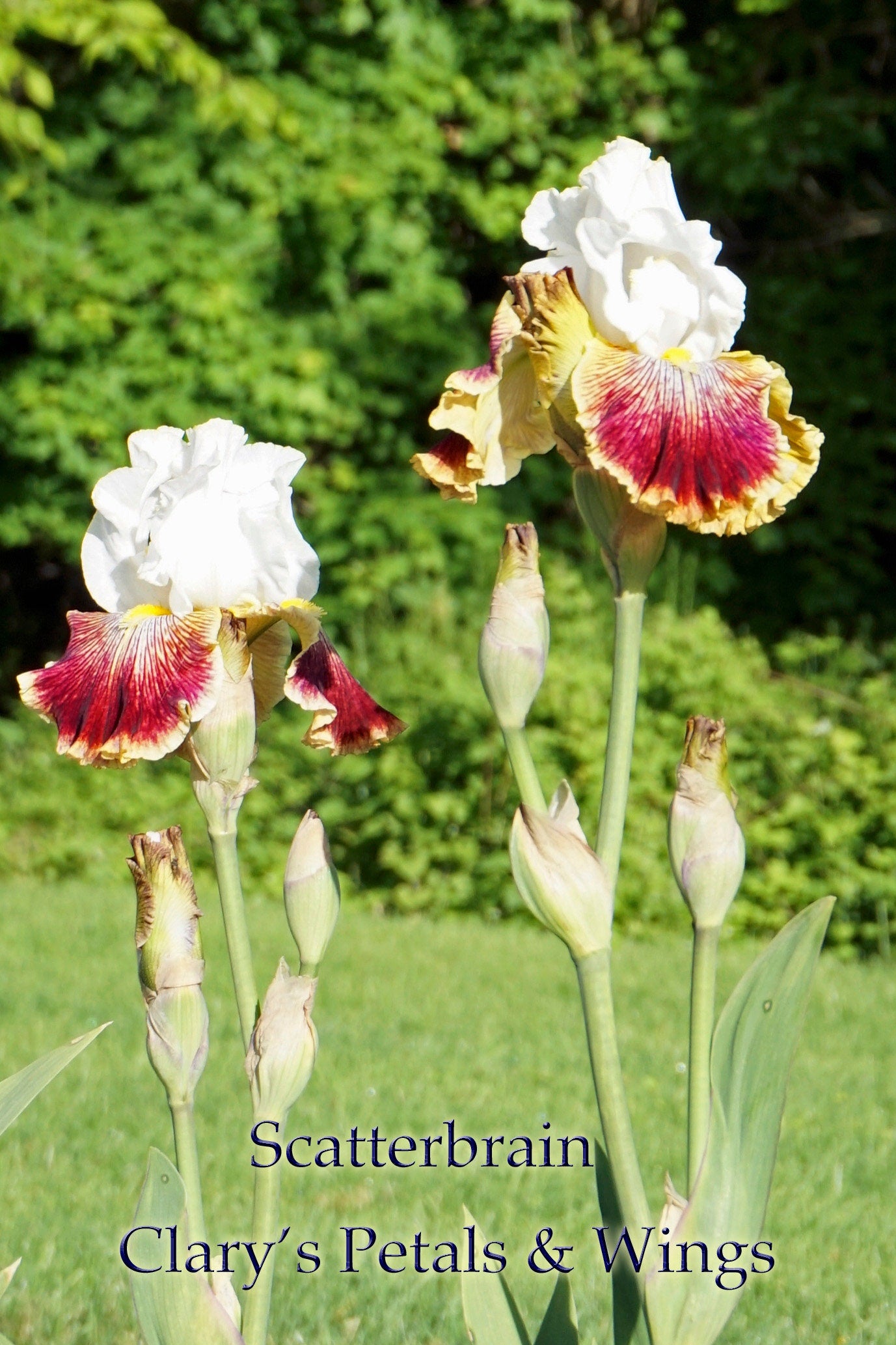 SCATTERBRAIN - 2008 Tall Bearded Iris - Prolific and unusual