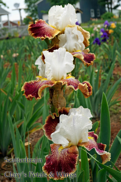 SCATTERBRAIN - 2008 Tall Bearded Iris - Prolific and unusual