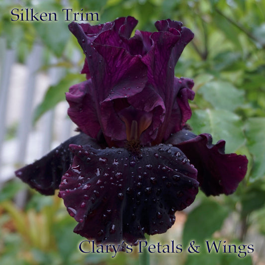 Silken Trim - 2012 Tall Bearded Iris  - Award Winner