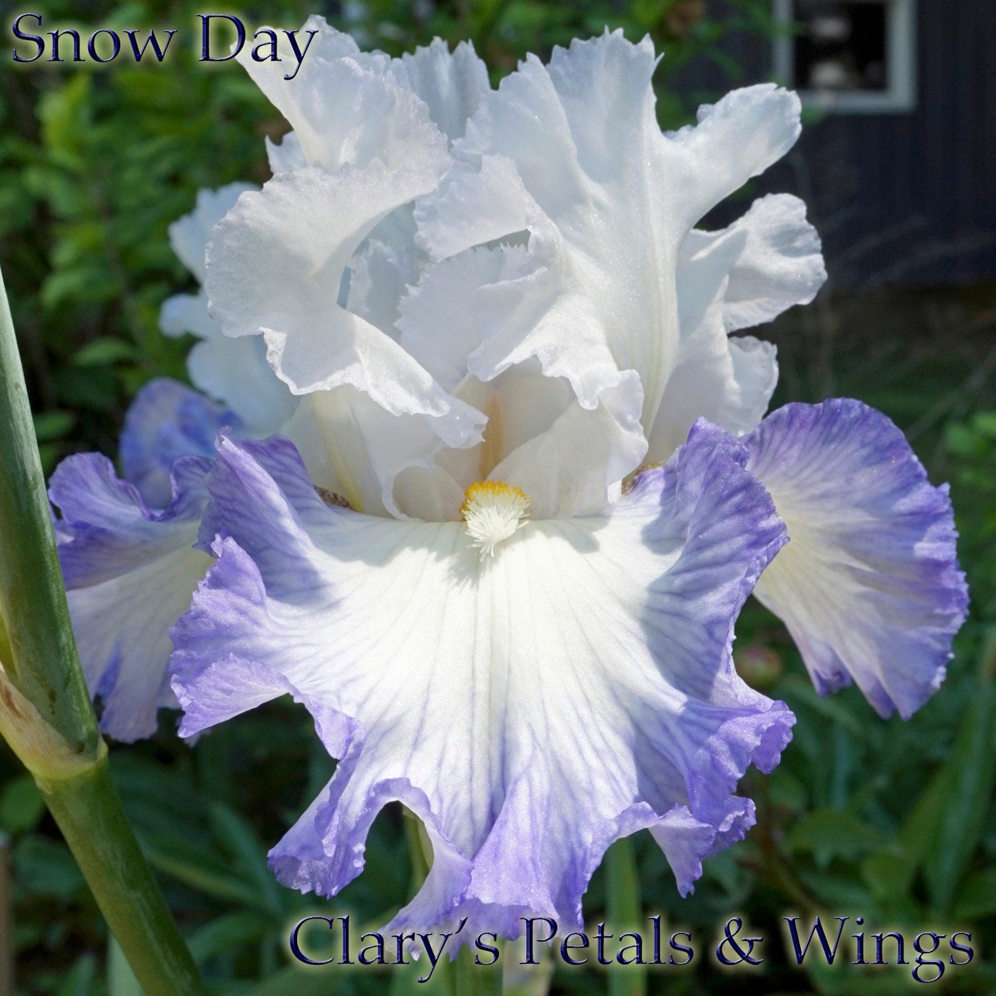SNOW DAY - 2014 Reblooming and Very Fragrant - Tall Bearded Iris