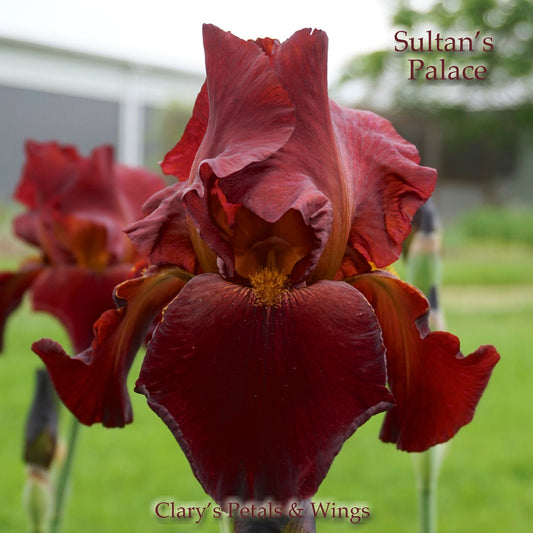 SULTANS PALACE - Tall Bearded Iris - Velvet Red Maroon