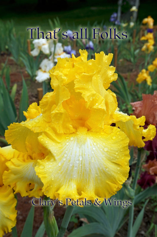 THAT'S ALL FOLKS - 2005 - TB