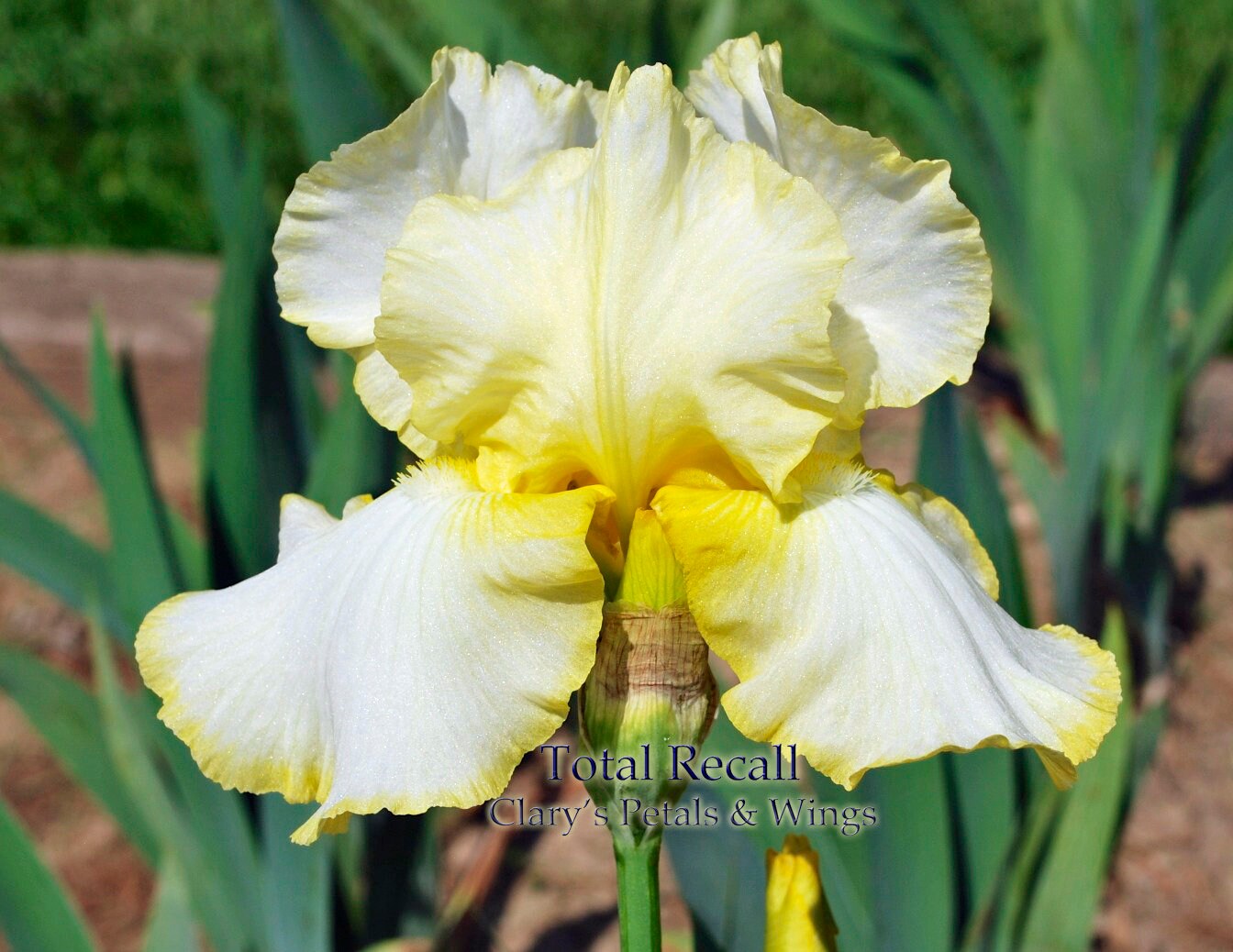 Total Recall - Reliable Rebloom - Tall Bearded Iris