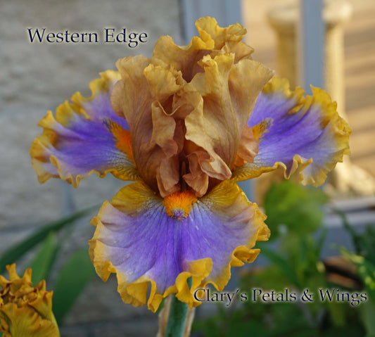 Western Edge - 2015 Tall Bearded Iris - Excellent color