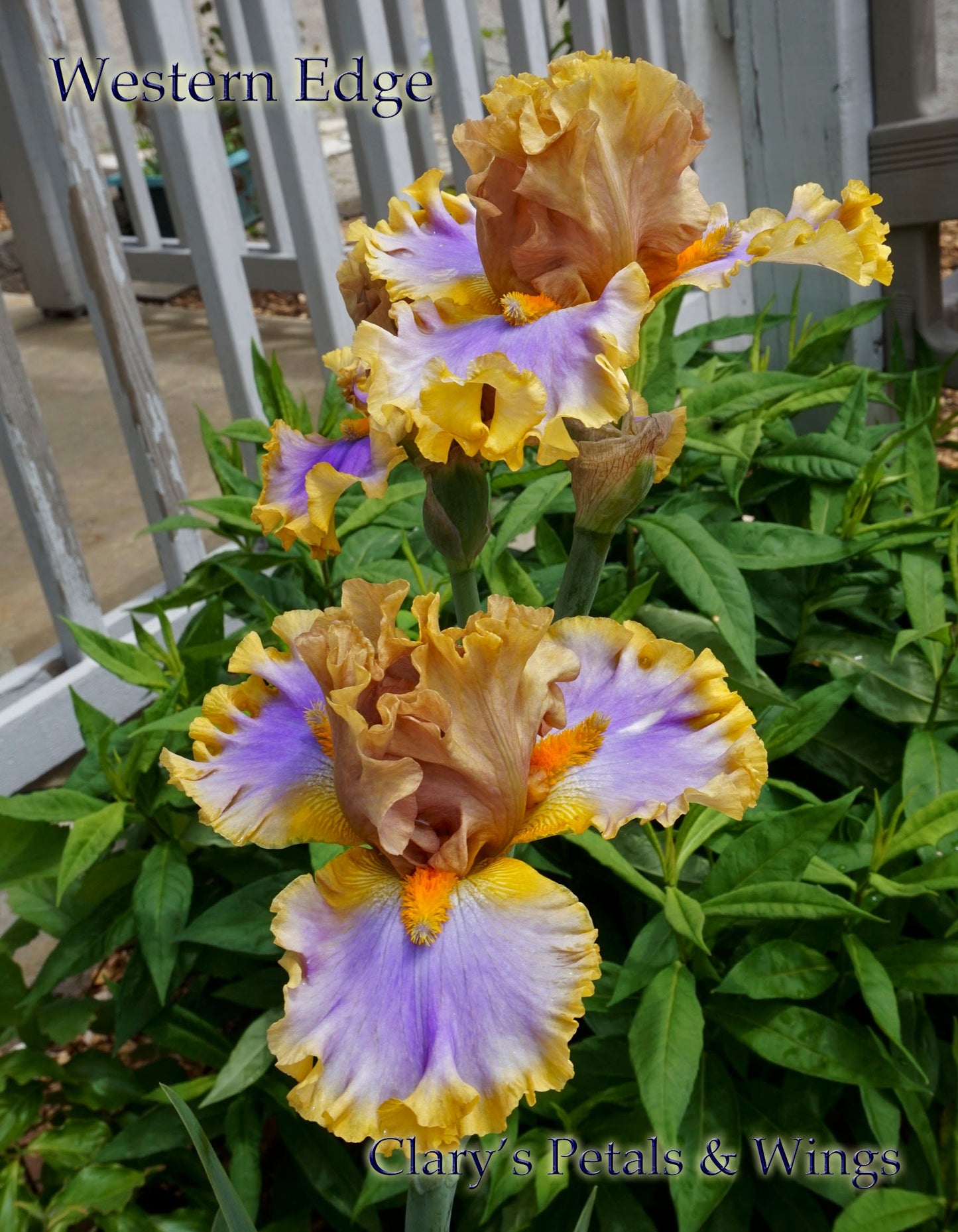 Western Edge - 2015 Tall Bearded Iris - Excellent color