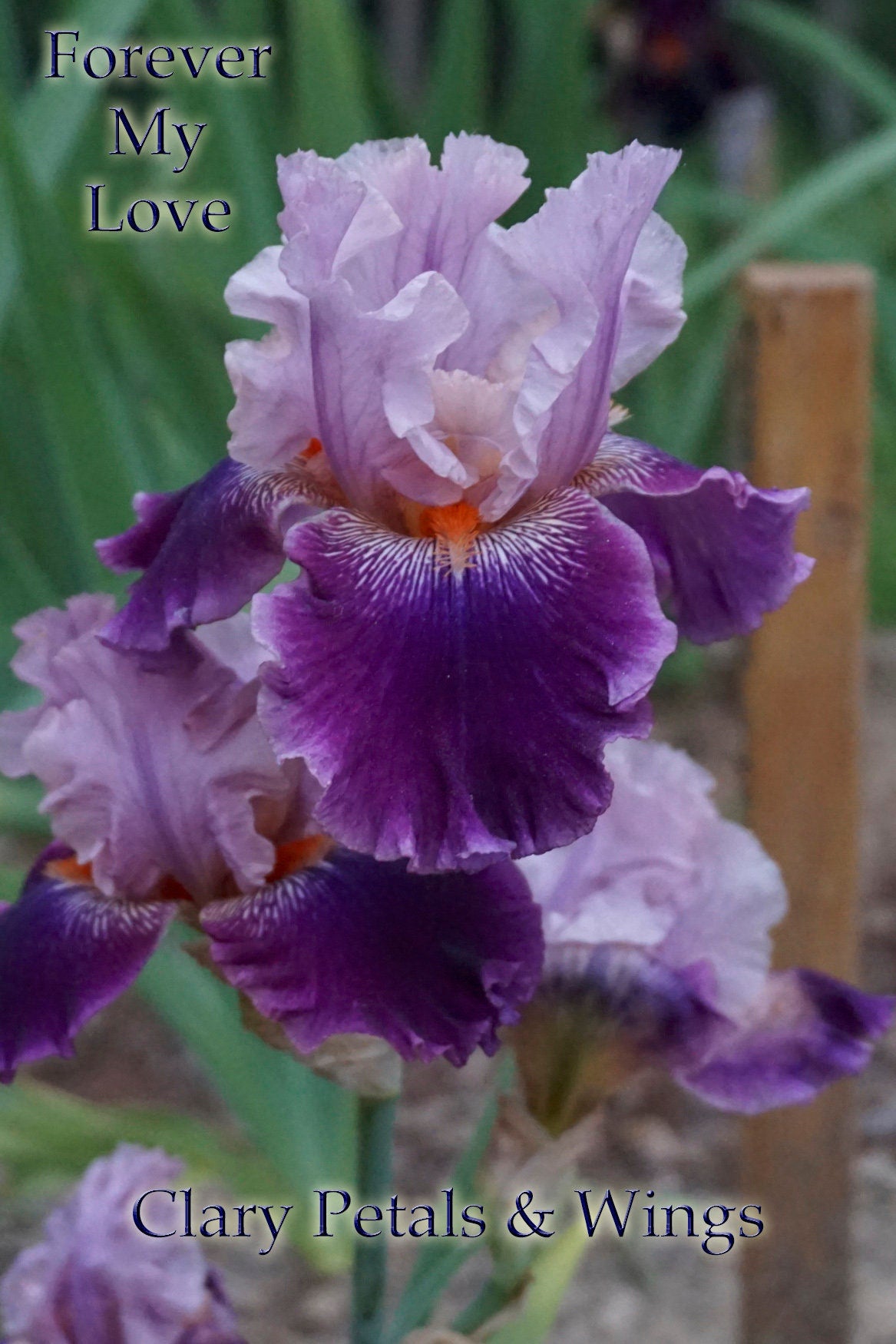 FOREVER MY LOVE 2015 - Tall Bearded Iris - Ruffled garden standout