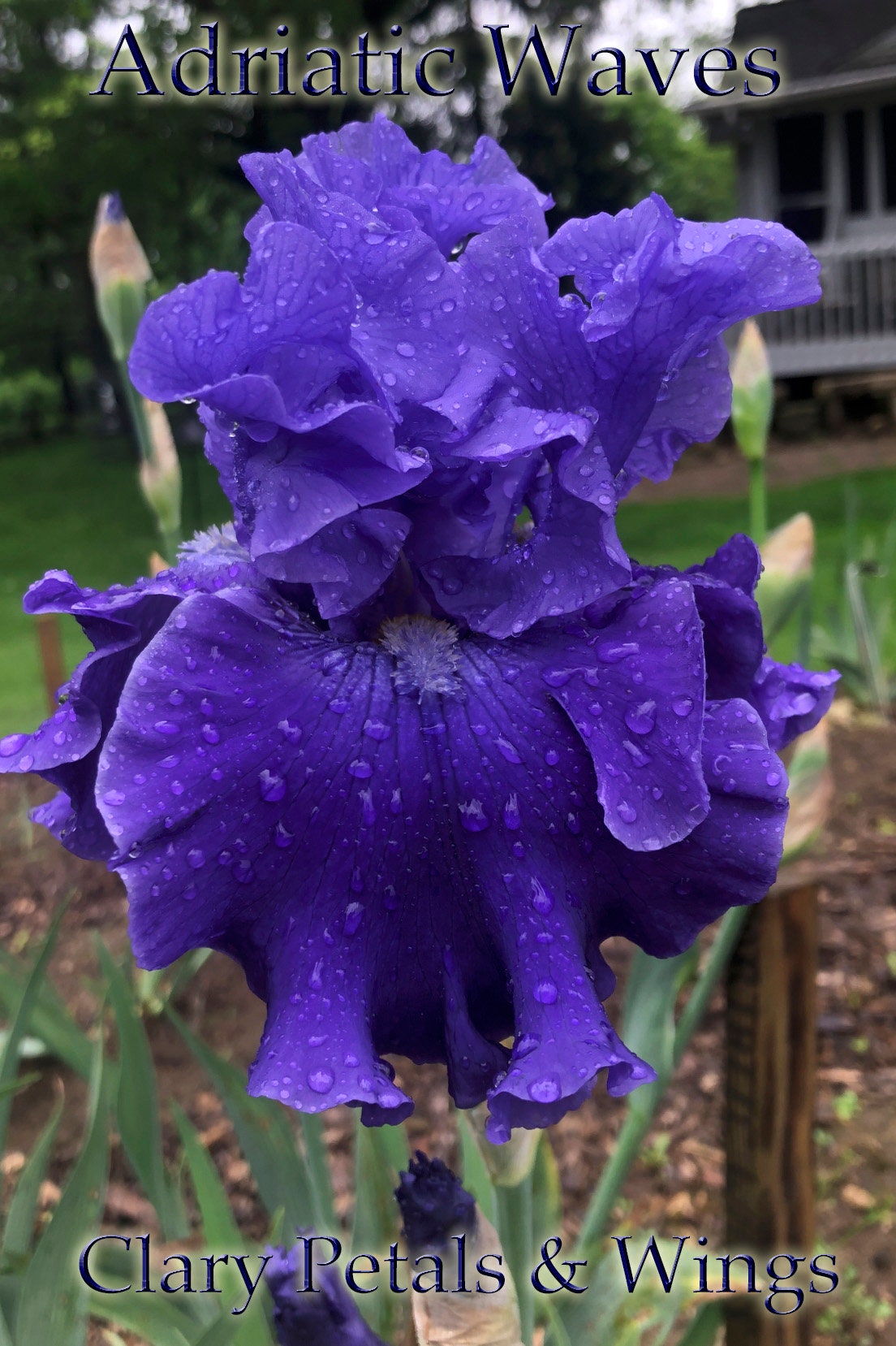 ADRIATIC WAVES - 2008 Tall Bearded Iris - long bloom time