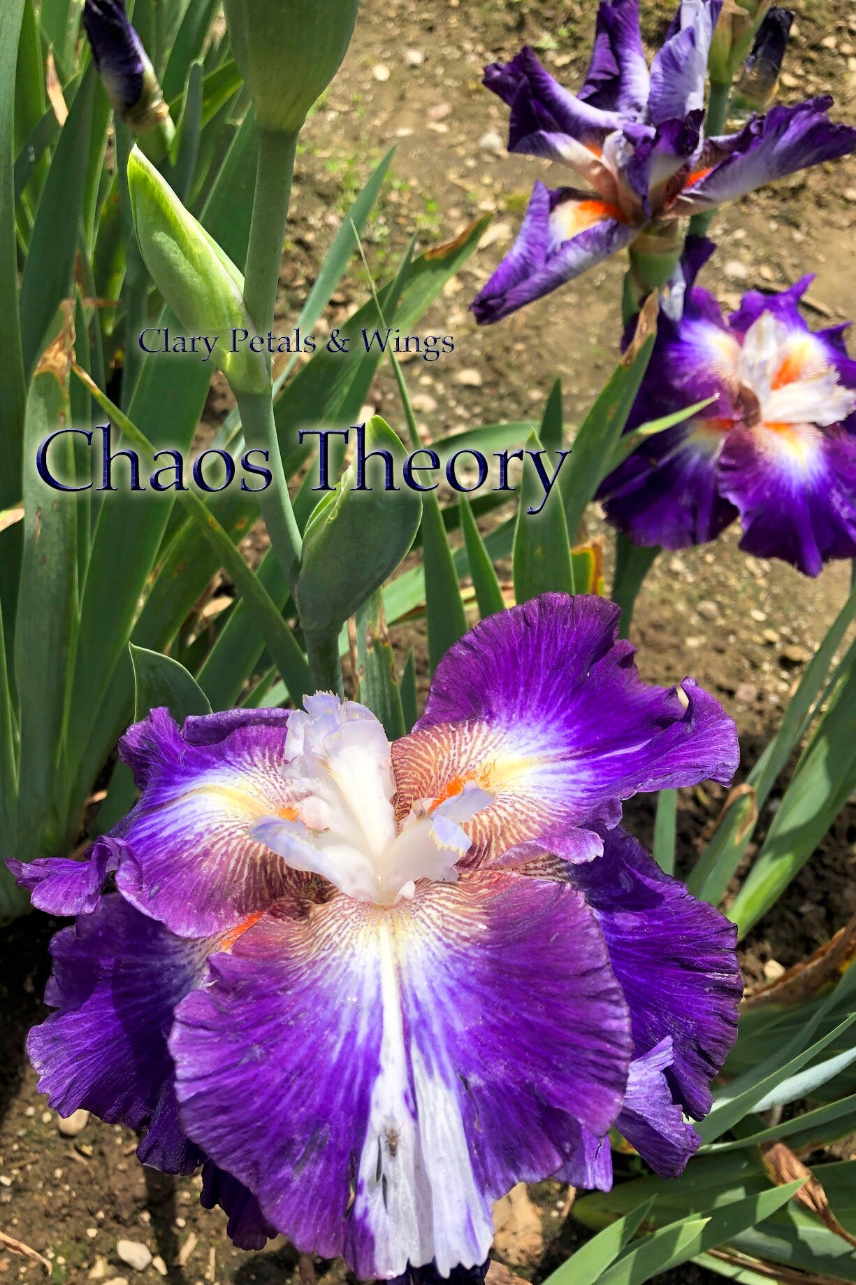 CHAOS THEORY - Blyth 2014 - Tall Bearded Iris - Flattie