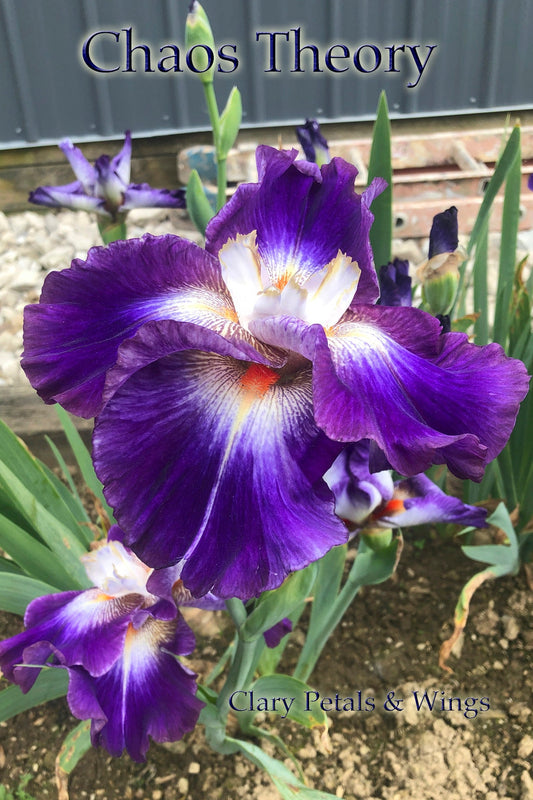 CHAOS THEORY - 2014 -TB - Flattie