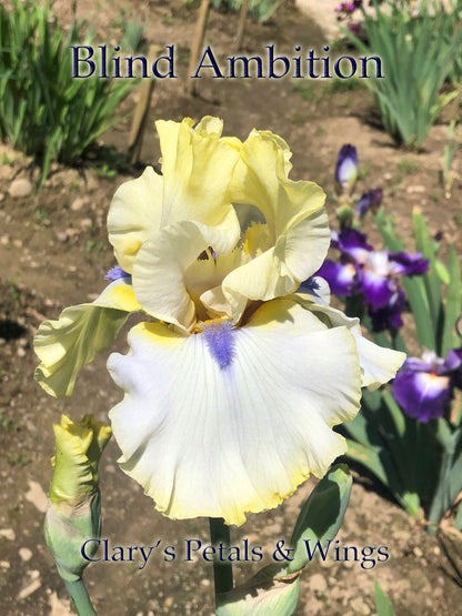 BLIND AMBITION - 2016 Tall Bearded Iris - HUGE ruffled and fragrant