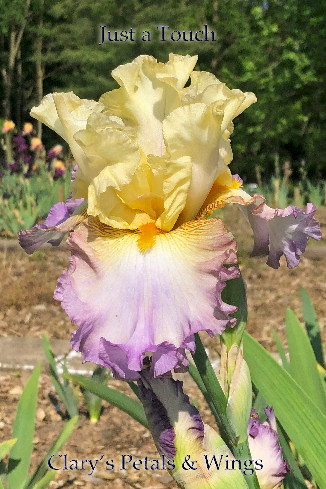 JUST A TOUCH - 2015 Tall Bearded Iris - Ruffled and Fragrant