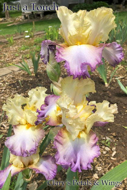 JUST A TOUCH - 2015 Tall Bearded Iris - Ruffled and Fragrant