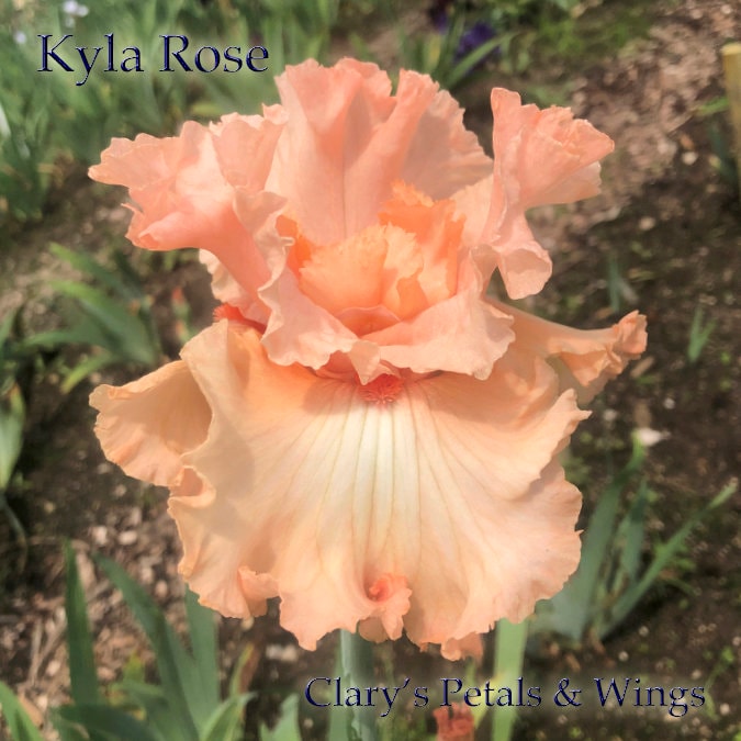 Kyla Rose - 2016 Tall Bearded Iris - Pink, Ruffled and very Fragrant