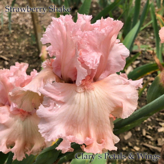 Strawberry Shake - 2012 Tall Bearded Iris - Pink & White - Award Winner