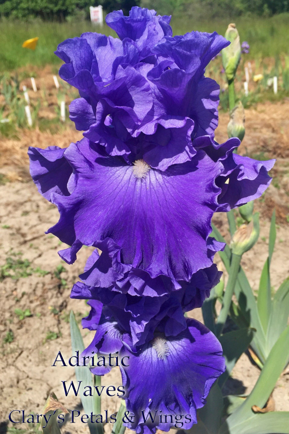 ADRIATIC WAVES - 2008 Tall Bearded Iris - long bloom time