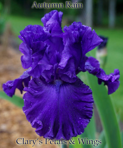 Autumn Rain - 2007 - Tall Bearded Iris - Rebloomer and fragrant