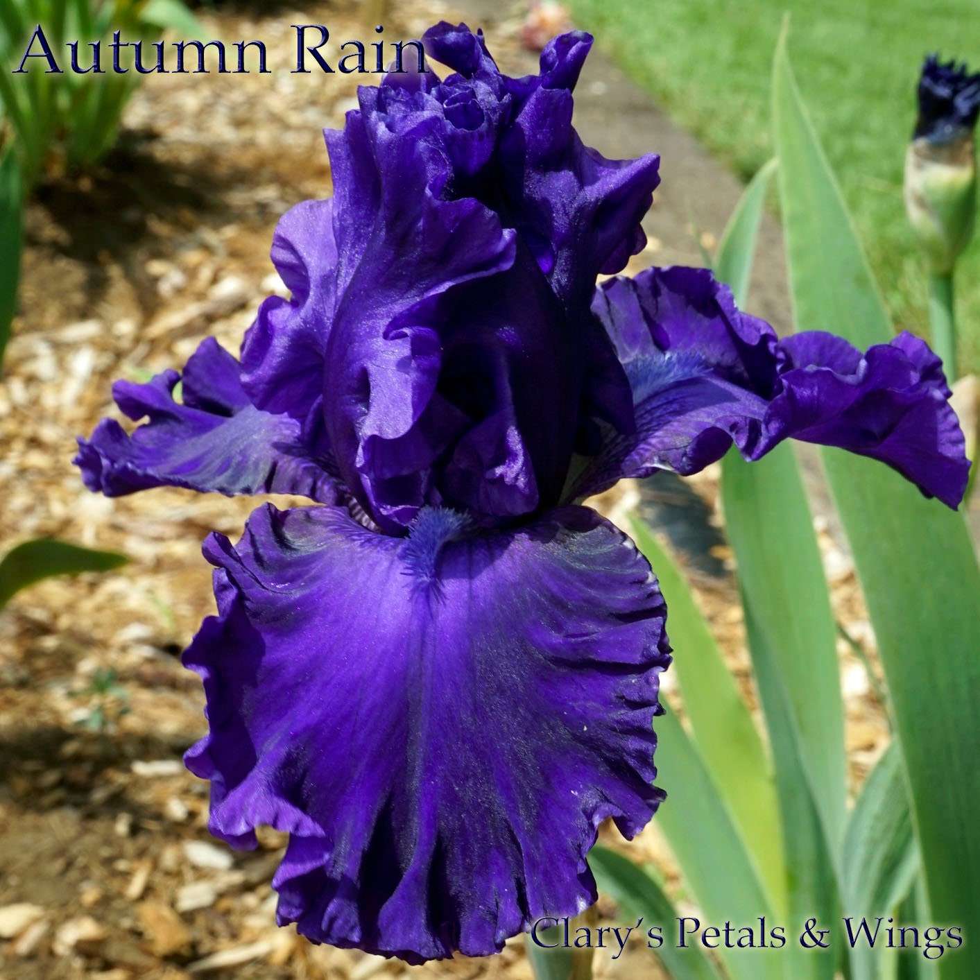 Autumn Rain - 2007 - Tall Bearded Iris - Rebloomer and fragrant