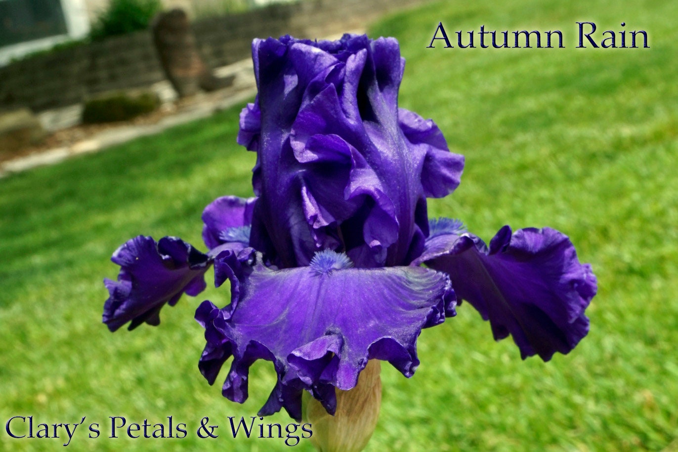 Autumn Rain - 2007 - Tall Bearded Iris - Rebloomer and fragrant