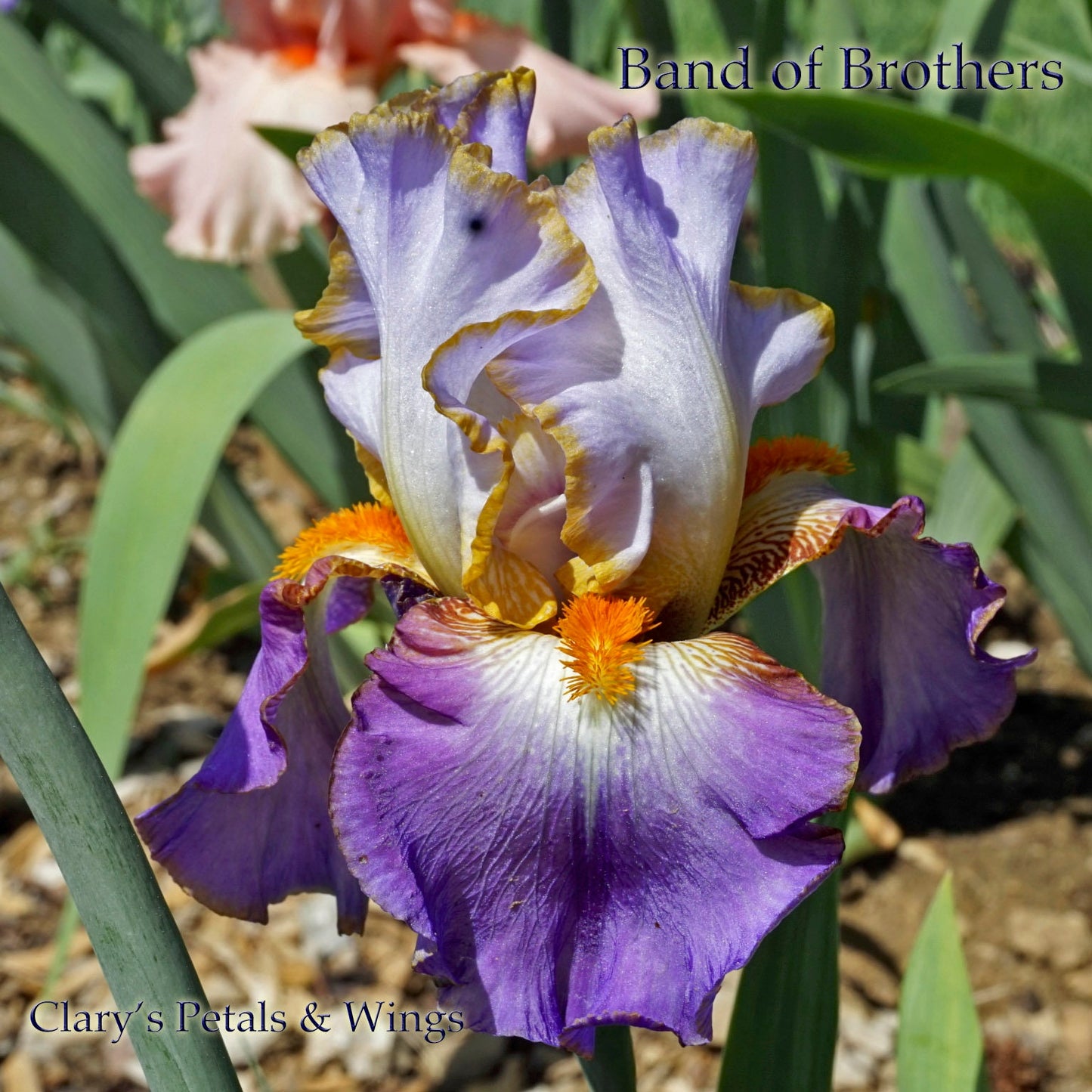 Band of Brothers - 2015 Tall Bearded Iris - Fragrant
