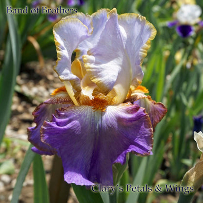 Band of Brothers - 2015 Tall Bearded Iris - Fragrant