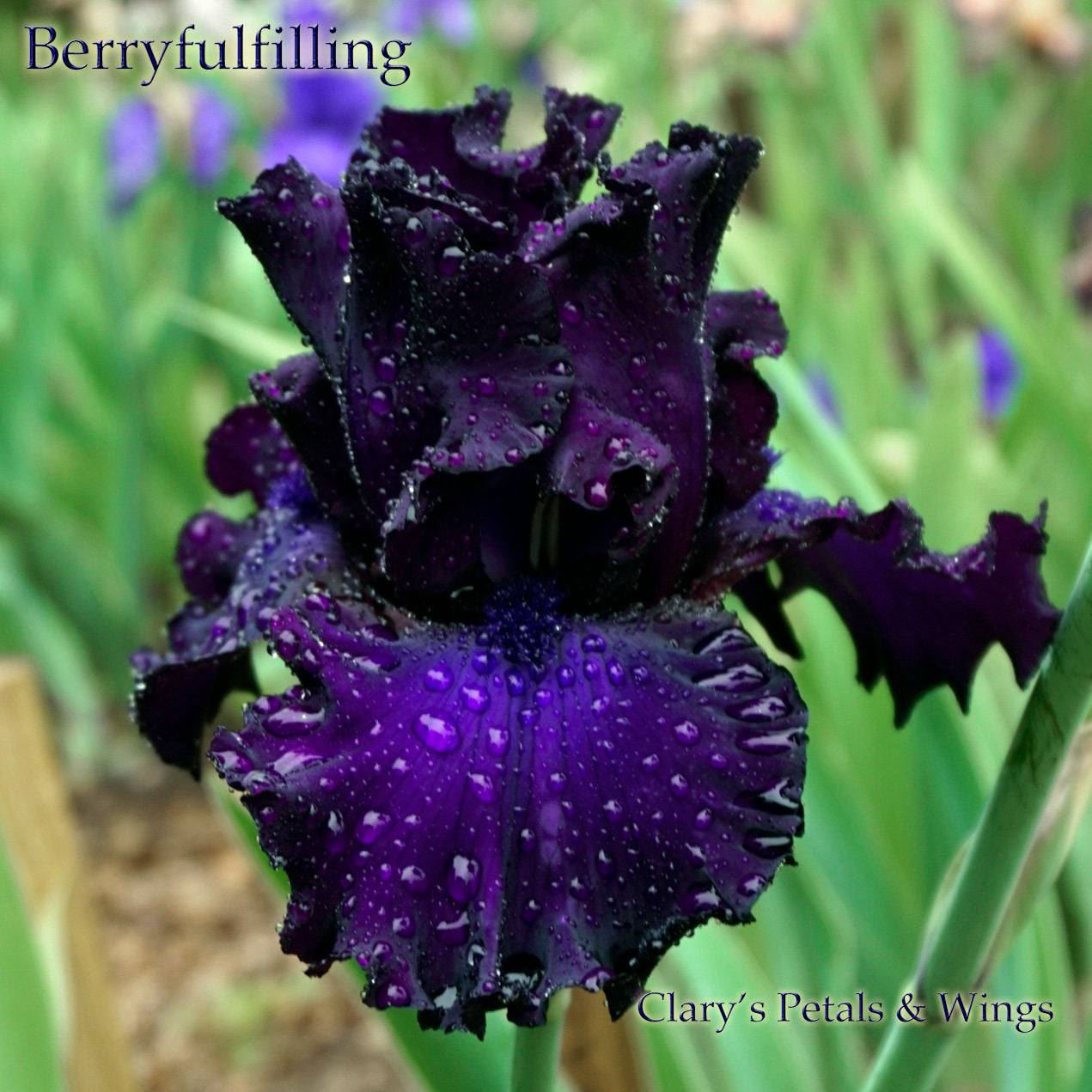 Berry Fulfilling - 2013 - Tall Bearded Iris - Huge flowers - Award winner