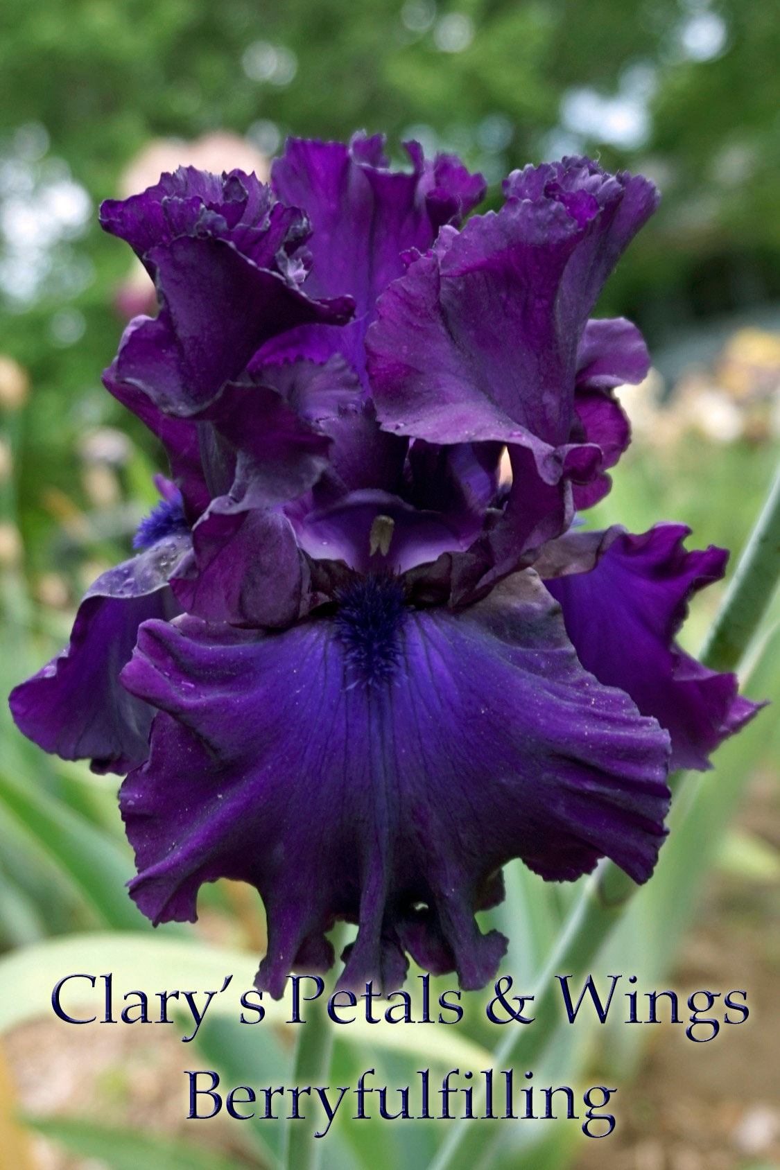 Berry Fulfilling - 2013 - Tall Bearded Iris - Huge flowers - Award winner