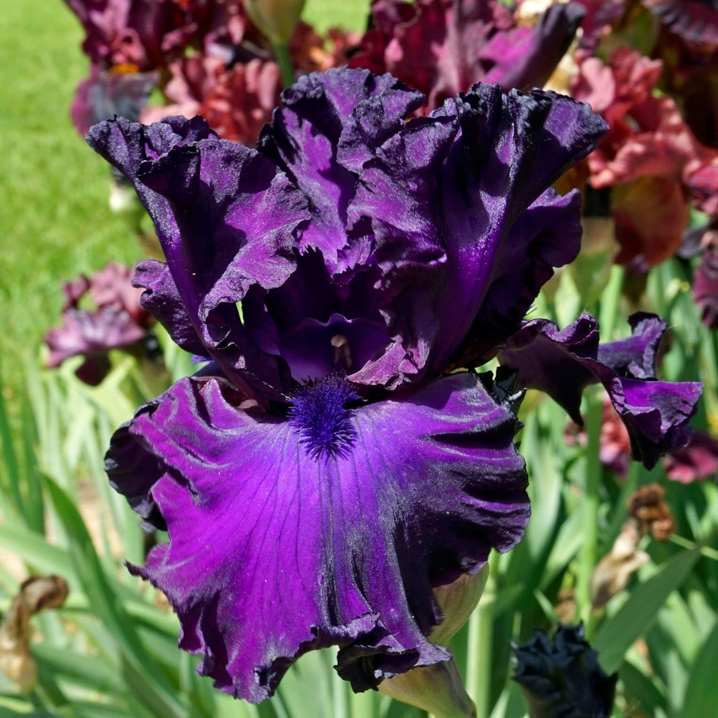 Berry Fulfilling - 2013 - Tall Bearded Iris - Huge flowers - Award winner