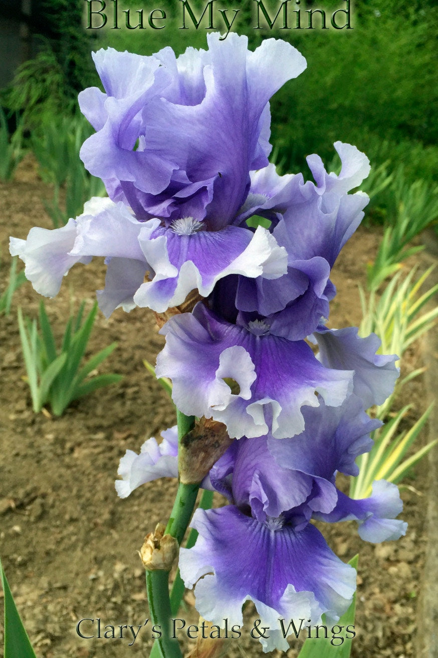 BLUE MY MIND - 2014 Tall Bearded Iris - Late bloom - Award Winner