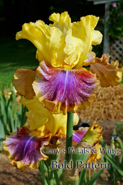 BOLD PATTERN - 2015 Tall Bearded Iris - Fragrant Huge flowers, strong stalks