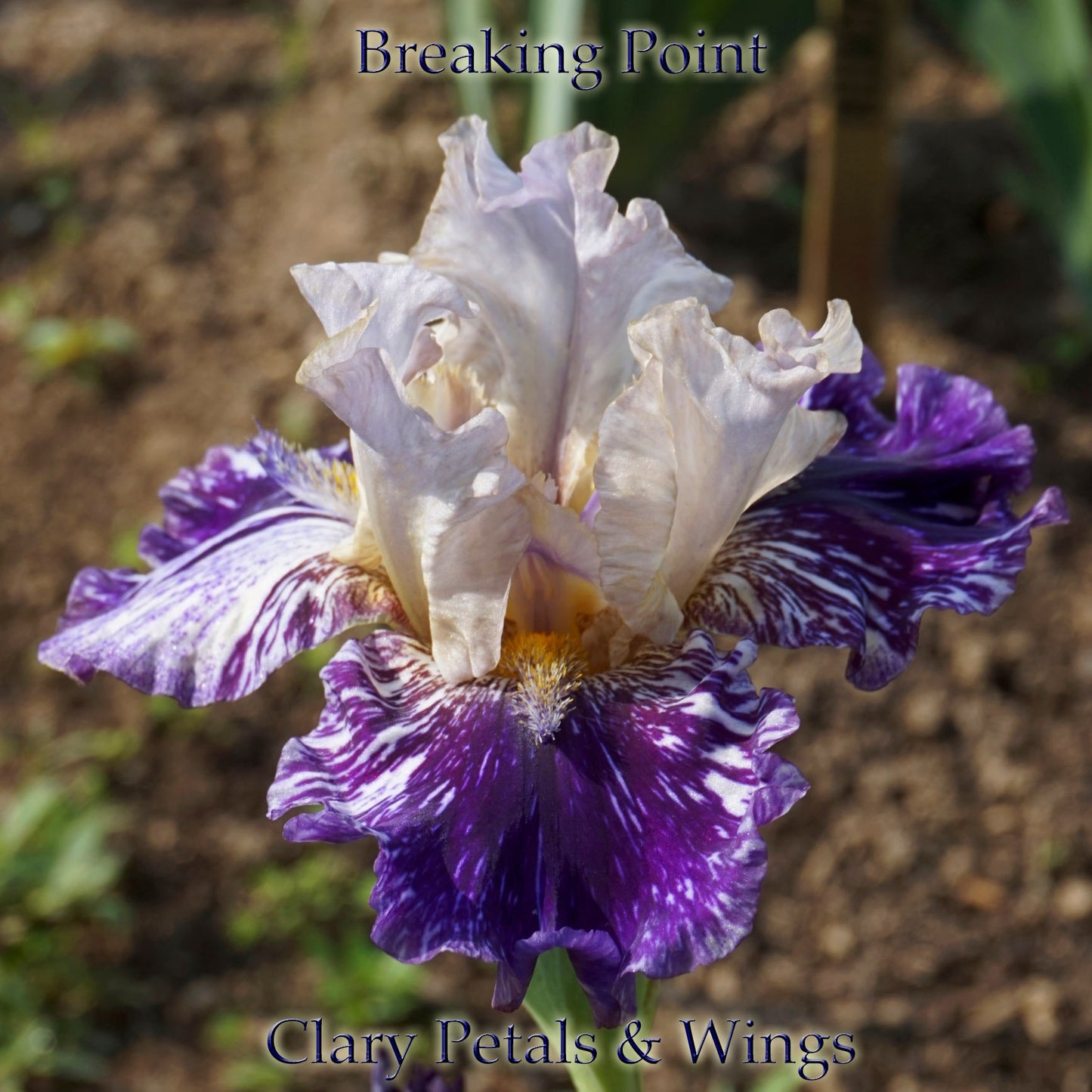 BREAKING POINT - 2007 Tall Bearded Iris - Space Ager - Rebloomer