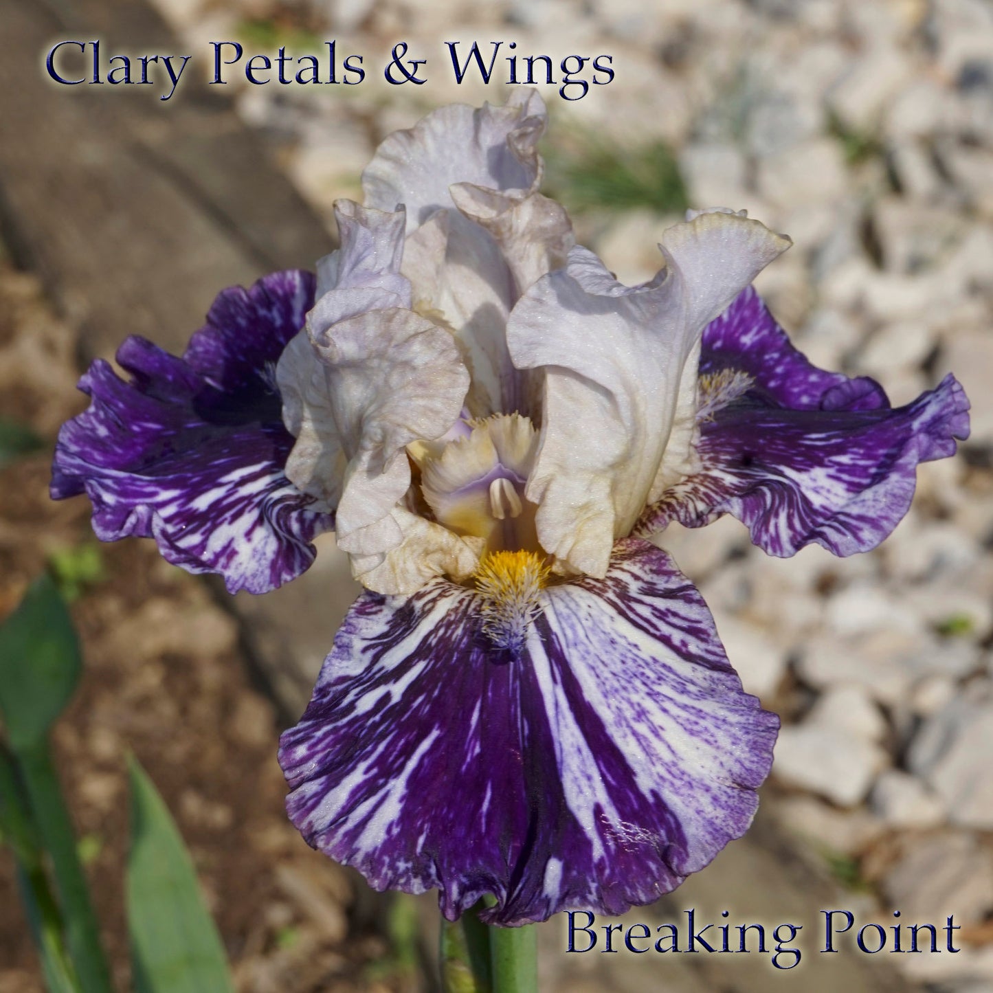 BREAKING POINT - 2007 Tall Bearded Iris - Space Ager - Rebloomer