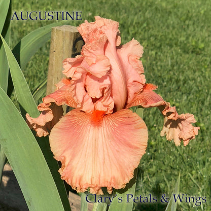 AUGUSTINE - 2005 Tall Bearded Iris - Pink blend - Award Winner