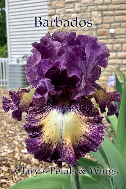 BARBADOS - 2017 - TB