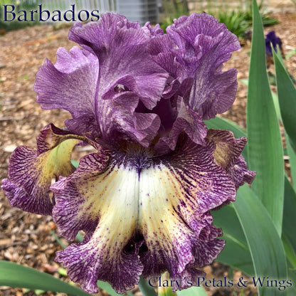 Barbados - 2017 Tall Bearded Iris - Huge show stopping flowers