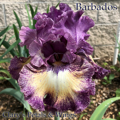 Barbados - 2017 Tall Bearded Iris - Huge show stopping flowers