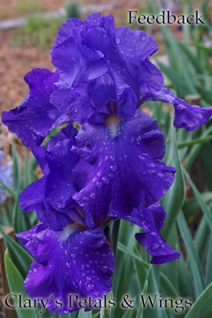 FEED BACK - 1983 - TB - Reblooming & Fragrant