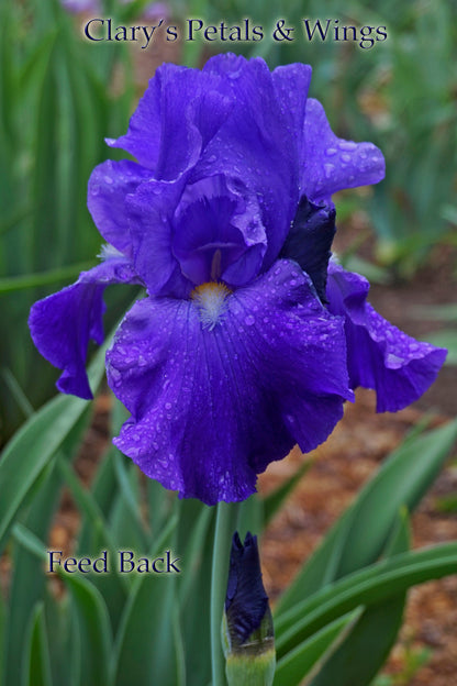 FEED BACK - 1983 - TB - Reblooming & Fragrant