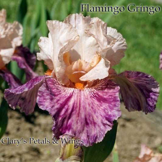 FLAMINGO GRINGO - 2008 - TB
