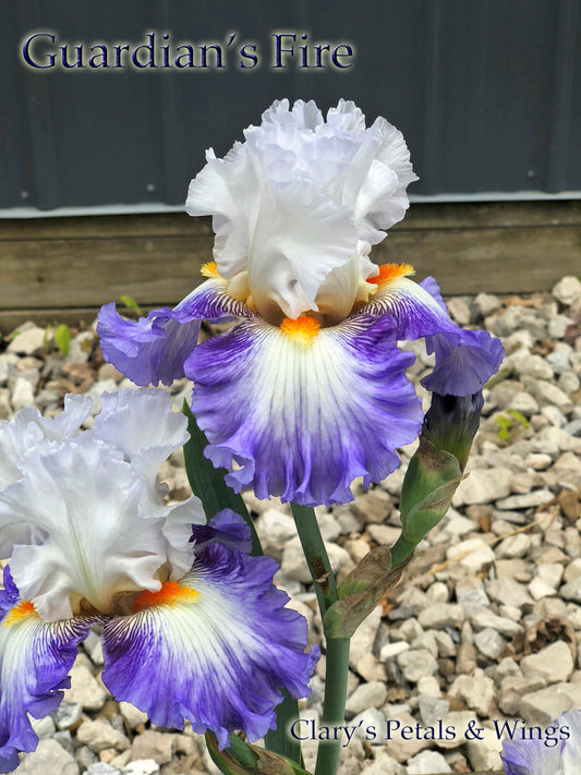 GUARDIAN'S FIRE-2016-Fragrant